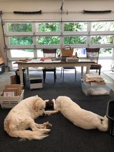 two white dogs laying on the floor in front of a table with boxes and chairs