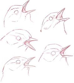 some drawings of birds with different beaks