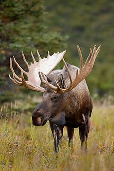 a moose with large antlers walking through tall grass