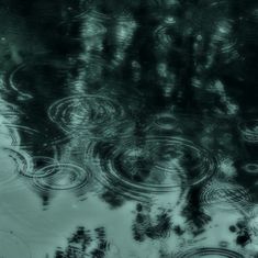 the reflection of trees and leaves in water