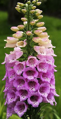 purple and white flowers are blooming in the grass