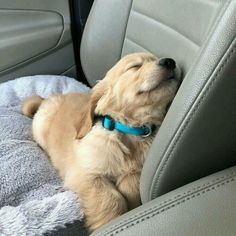 a dog is sleeping in the back seat of a car with it's head hanging out