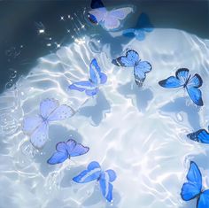 several blue butterflies floating in the water