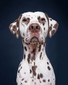 a dalmatian dog with brown spots on it's face looking at the camera