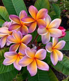 a bunch of pink and yellow flowers with green leaves