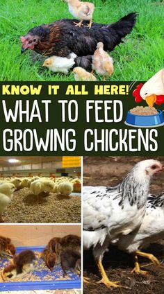 As your chickens grow, their nutritional needs change. From chick starter feed to laying hen pellets, this guide covers what to feed your chickens at each age to ensure they get the right nutrients for healthy growth and egg-laying.