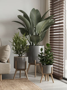 three potted plants sit in front of a couch and window with blinds on the windowsill