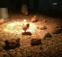 several chickens are laying on the ground in an enclosure at night, with lights coming from behind them