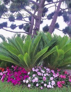 some pink and purple flowers are in a flower bed by a tree on the grass