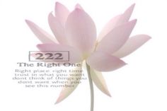 a pink lotus flower with the words 22 22 on it's side and an image of