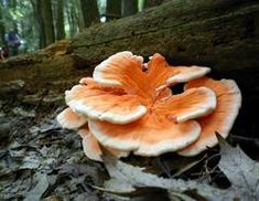 an orange mushroom growing out of the ground next to a fallen tree in a forest