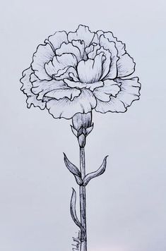 a pencil drawing of a flower on a white background