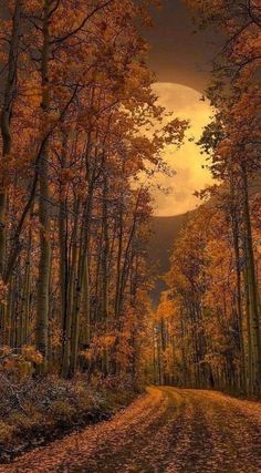 a full moon shines in the sky over an autumn forest