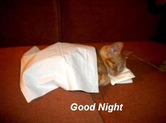 an orange cat laying on top of a white cloth wrapped in tissue paper and looking at the camera