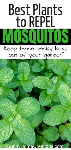 Plants To Repel Mosquitos, Pretty Landscaping, Repel Mosquitos, Propagating Roses, Best Mosquito Repellent, Plants That Repel Bugs, Mosquito Plants, Mosquito Repelling, Vegetable Garden Tips