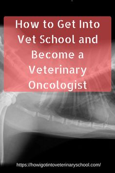 the words how to get into vet school and become a veterinary oncoltistt