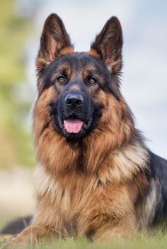 a large brown and black dog laying in the grass