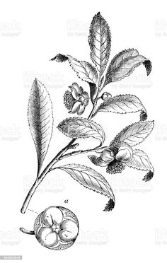 an illustration of a tree branch with leaves and fruit on it