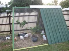 several chickens in a small backyard area with a green shed and white fence behind them