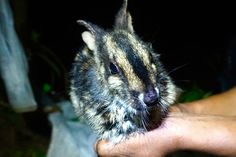 a small rodent being held in someone's hand by its owner at night