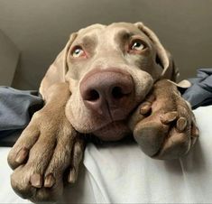 a brown dog laying on top of a bed with his paws resting on the pillow