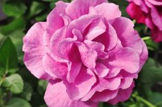 a pink flower with green leaves in the background