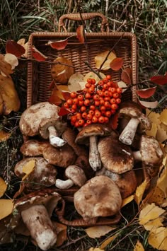 a basket filled with lots of mushrooms next to some leaves and berries on the ground