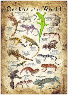 the geckos of the world poster with their names and pictures on it's back