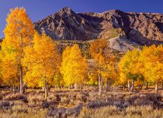 the mountains are covered in yellow and orange trees