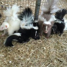 several skunks in a cage with hay on the ground and one is black and white