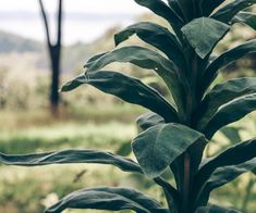 a green plant with large leaves in the foreground and mountains in the back ground