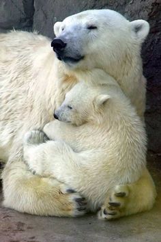 two polar bears cuddle together in an enclosure