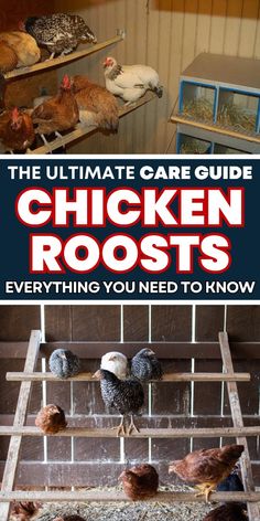 the ultimate care guide for chicken roosts everything you need to know about them