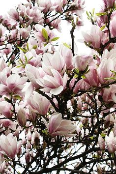 pink flowers blooming on the branches of a tree in front of a white sky