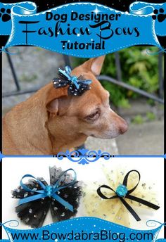 a dog wearing a blue and black bow