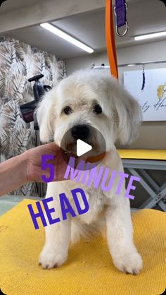 a small white dog sitting on top of a yellow chair next to a person's hand