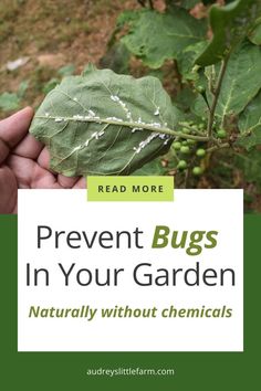 Protect your garden naturally with effective, chemical-free methods to keep pests at bay! From companion planting to homemade sprays, these tips will help you maintain a thriving, bug-free garden all season long. Get Rid Of Mealy Bugs, White Bugs On Plants, Mealy Bugs, Vegetables Garden, Natural Pesticides, Attracting Beneficial Insects