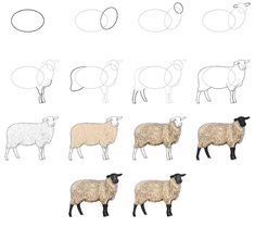 an image of sheep in different stages of growth from adult to young on white background