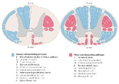 the diagram shows different types of brain structures