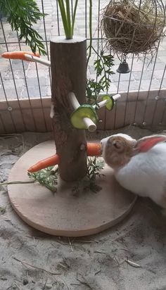 a rabbit is eating carrots in front of a tree stump and caged area