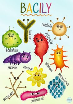 a poster with different types of bugs and worms on it's back side, including the word bacily