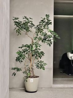 a potted plant sitting in the corner of a room with a phone on it