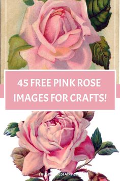 pink roses with green leaves and the words, 45 free pink rose images for crafts