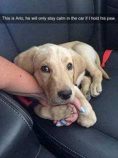 a person holding a puppy in their lap