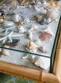 Shadow Box Display Table Ideas for Seashell Collections Beach Shadow Boxes, Shadow Box Table, Aquarium Coffee Table, Seashell Shadow Boxes, Shadow Box Coffee Table, Jewelry Table Display, Sand Dollar Art, Glass Shadow Box, Seashell Display