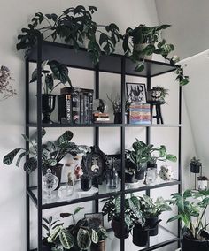 a black shelf filled with lots of plants