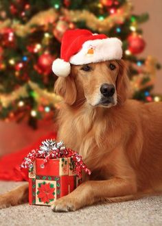 a brown dog wearing a santa hat next to a christmas tree