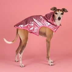 a dog wearing a pink raincoat standing in front of a pink background and looking at the camera