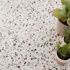 two potted plants sitting next to each other on top of a white floor covered in black and brown speckles