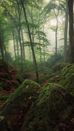 moss covered rocks in the middle of a forest with lots of trees and leaves on them